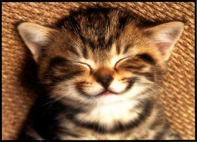 cat-smile